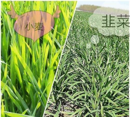杂粮有哪些，五谷杂粮指的是哪些农作物图13