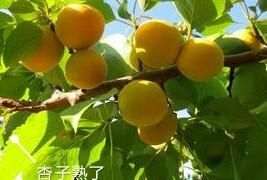 这个季节吃杏有什么好处图2