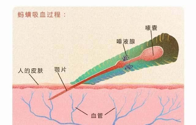 什么动物可以吃蚂蟥图5