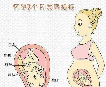 怀孕三个月胎儿图，怀孕7个月胎儿头在哪里图片图2