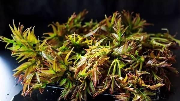春芽炒鸡蛋做法，香椿除了炒鸡蛋还能做什么图15