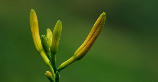 黄花菜的功效，黄花菜能降血脂吗图4