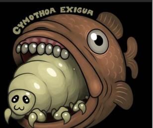 鱼舌寄生虫：缩头鱼虱是怎么回事？图10