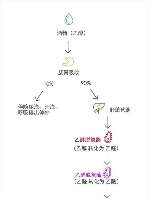 如何提高酒量，如何快速提高自己的口才图3