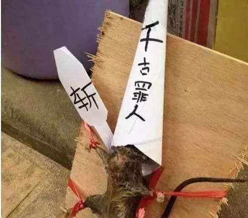 被老鼠咬了怎么办，抓老鼠被老鼠咬到一口怎么办图2