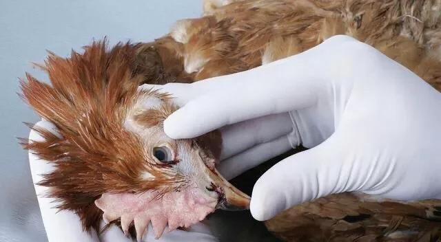 h5n6，四川发生h5n6禽流感疫情图1