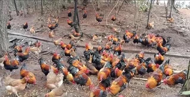 h5n6，四川发生h5n6禽流感疫情图3