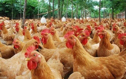 h5n6，四川发生h5n6禽流感疫情图5