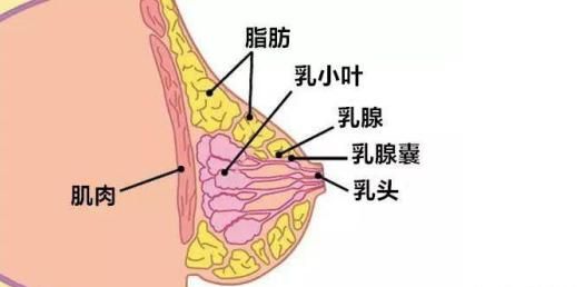 健康丰胸法，简单有效的丰胸方法有哪些图4