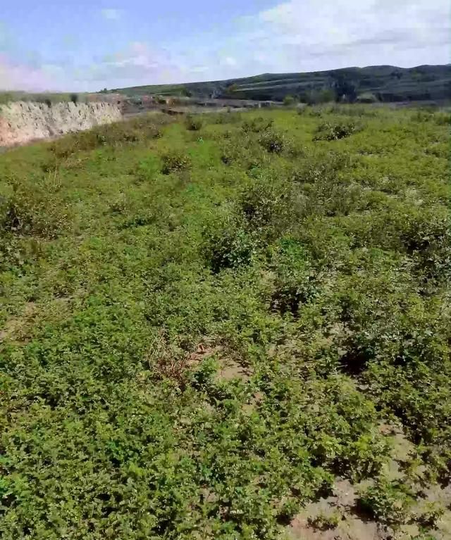 黄芩种植技术，黄芪怎样种植及栽培图1