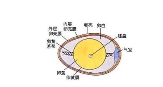 咸鸭蛋的热量，一碗粥一个咸鸭蛋热量图3