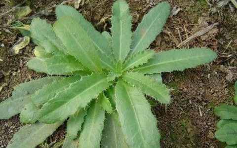 刺儿菜怎么做