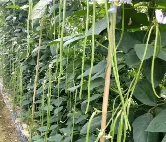 长豆角种植时间及技术要点图1