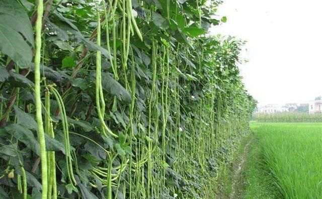 长豆角种植时间及技术要点图2