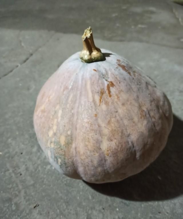 南瓜和倭瓜，窝瓜和南瓜是一个品种吗图11