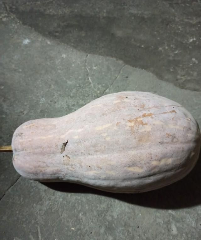 南瓜和倭瓜，窝瓜和南瓜是一个品种吗图12