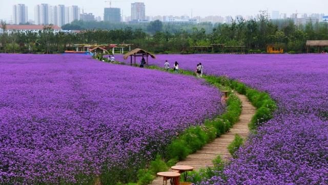 马鞭草是什么植物图1