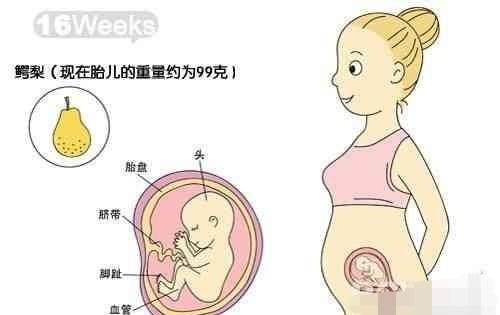 16周胎儿生殖部分男女看不清图3