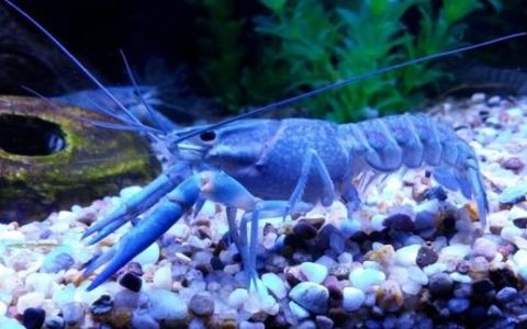 蓝色龙虾，蓝色的小龙虾是怎么回事