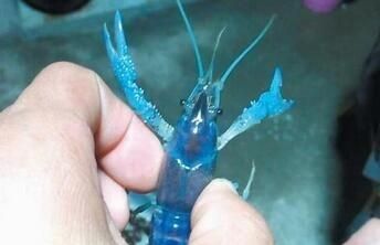 蓝色龙虾，蓝色的小龙虾是怎么回事图4