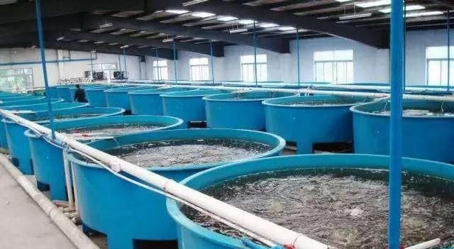 水产养殖该补充什么钙什么镁图2