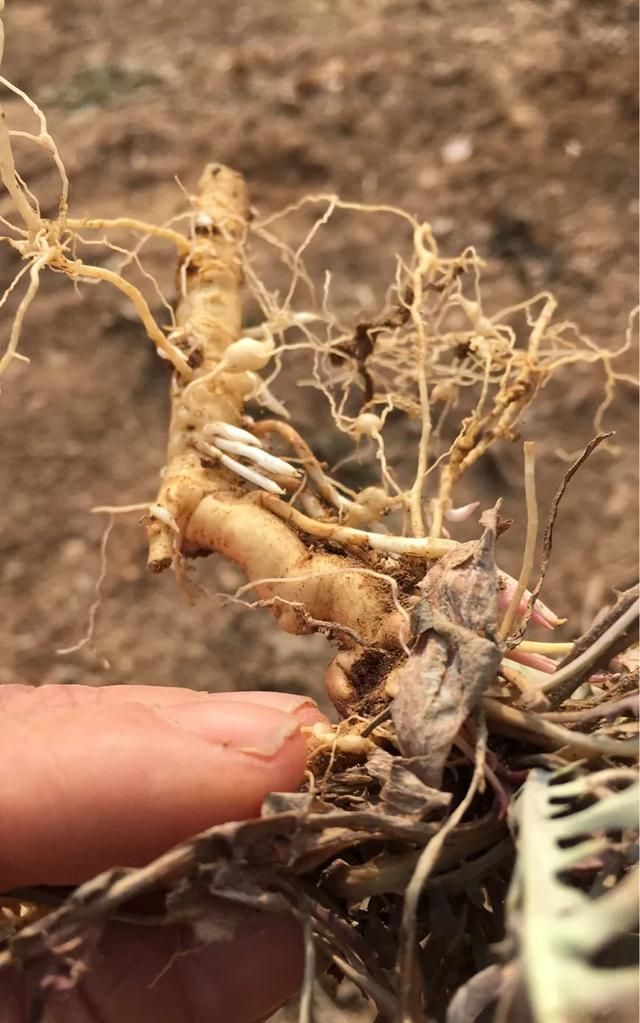 春天的农村各种野菜生长出来了你们当地生长的野菜品种还多吗都有什么野菜图1