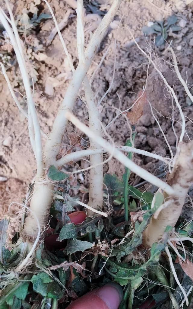 春天的农村各种野菜生长出来了你们当地生长的野菜品种还多吗都有什么野菜图2