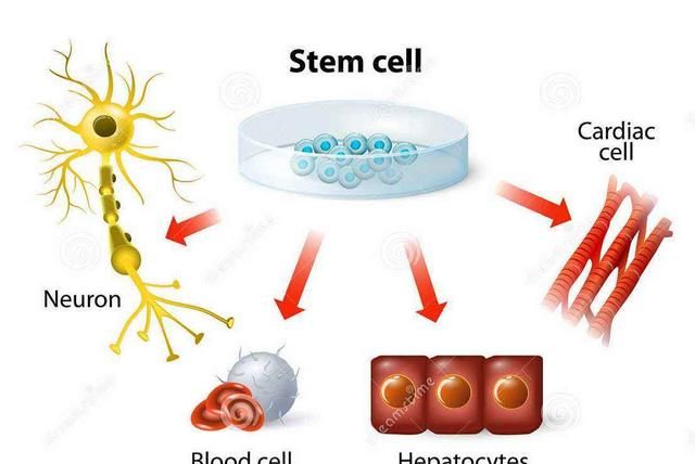干细胞抗衰老，干细胞可以抗衰老吗图1
