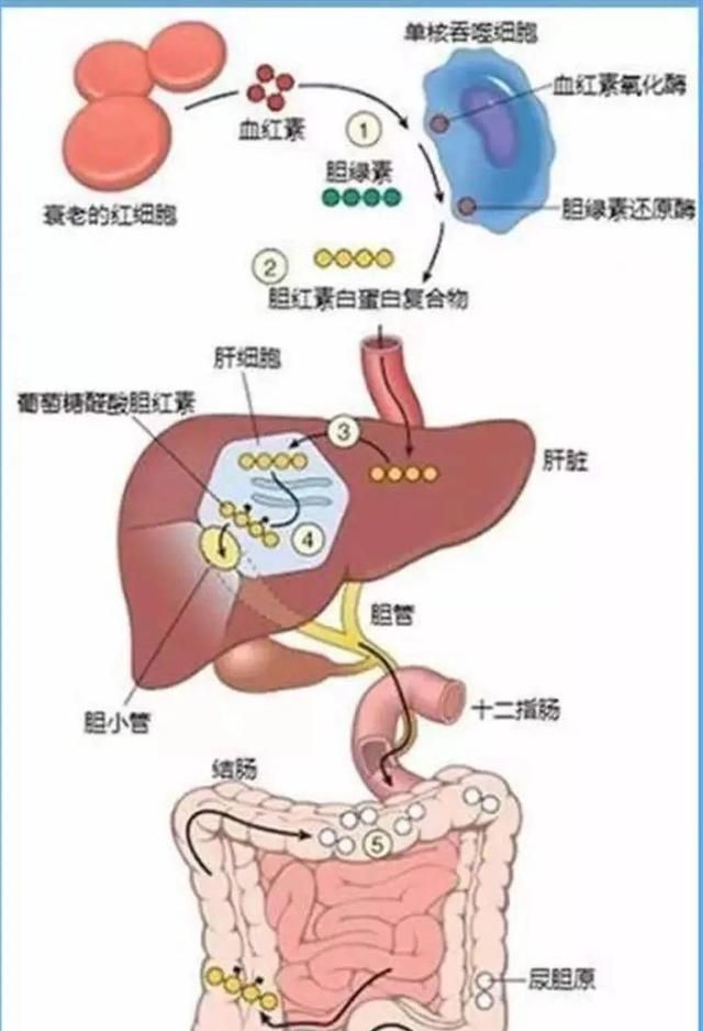 大便颜色，大便的颜色不是黄色的图1