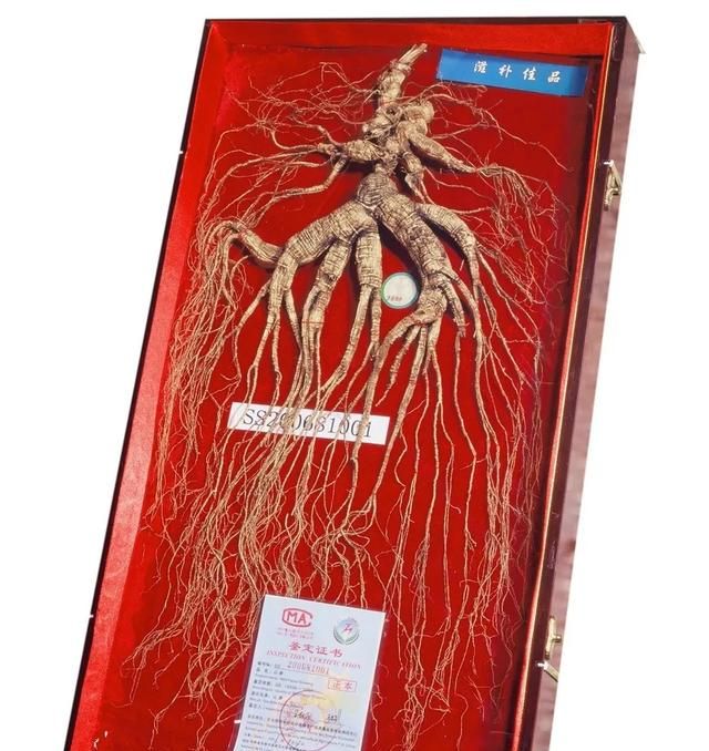 人参的功效，人参真的有作用吗图2