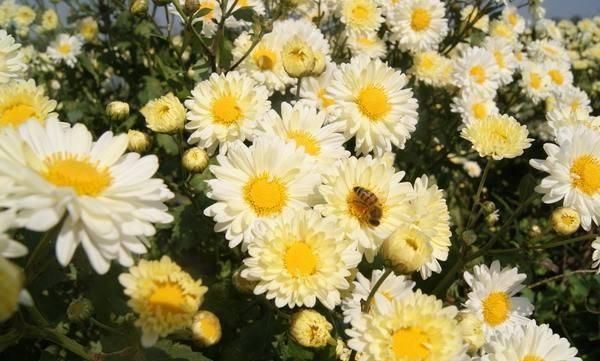 白菊花和黄菊花有什么不同图4