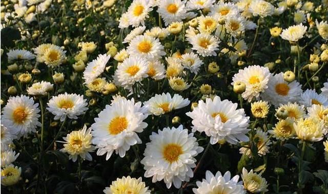 白菊花和黄菊花有什么不同图6