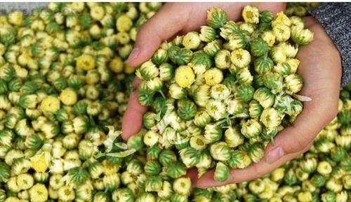 白菊花和黄菊花有什么不同图7