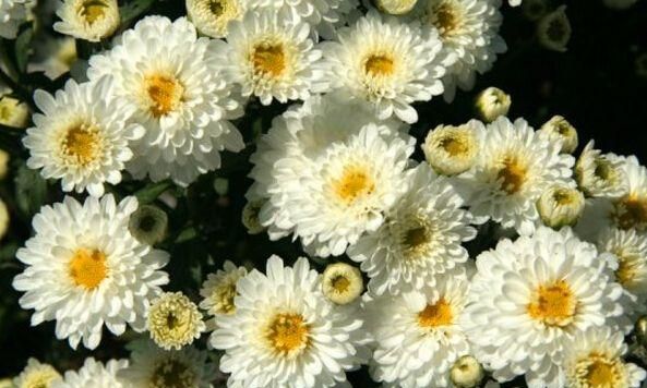白菊花和黄菊花有什么不同图8