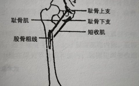如何练习大腿内侧肌肉