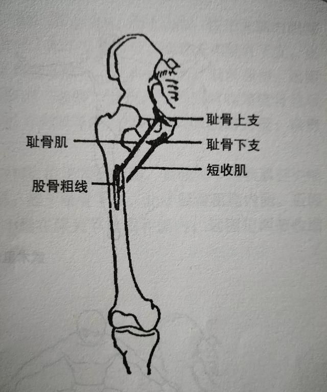 如何练习大腿内侧肌肉图1