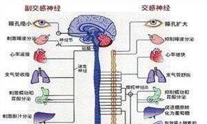 什么是植物神经紊乱图1