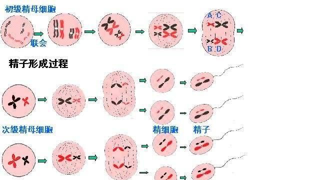 睾丸是什么，男人的阴囊是起什么作用图1