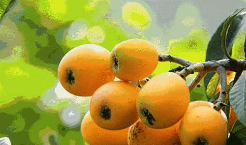 枇杷是什么季节吃的图4