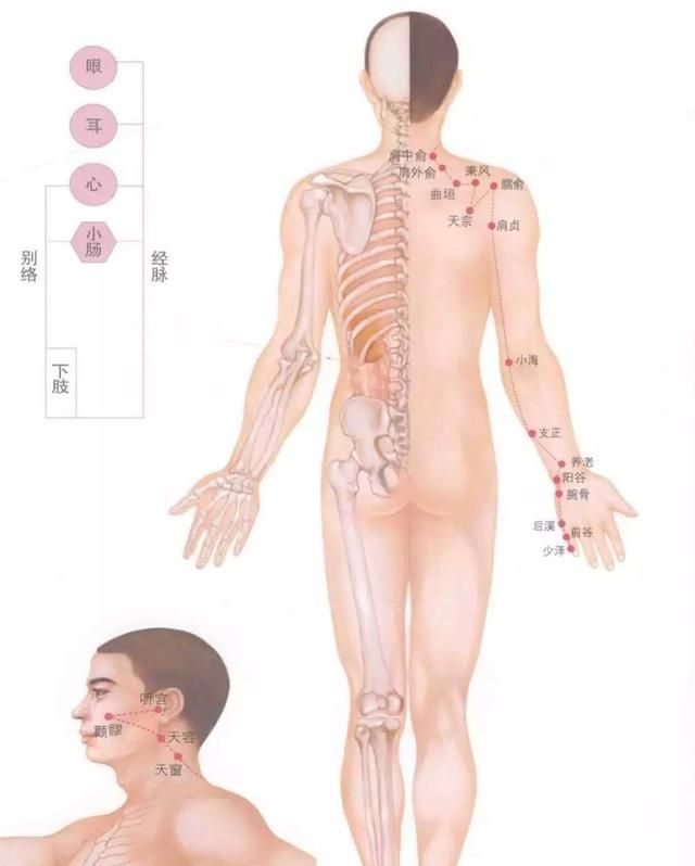 经络图谱，人体十四经络图口诀图5