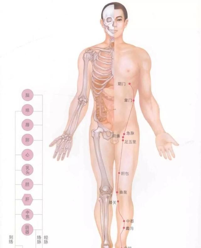 经络图谱，人体十四经络图口诀图11