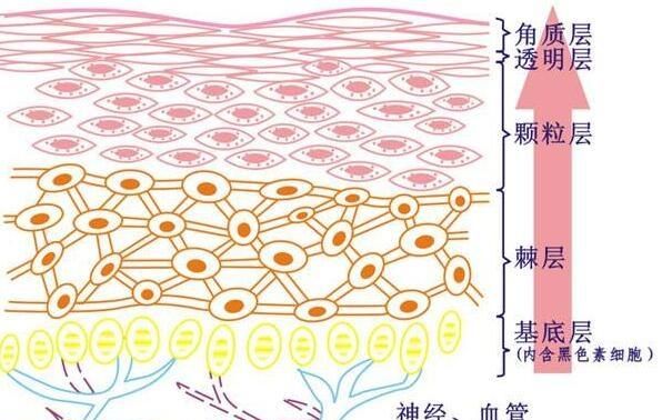 黄褐斑危害，长黄褐斑的原因有哪些图3