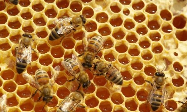 蜂蜜美容护肤知识，蜂蜜美容护肤的8个方法图9