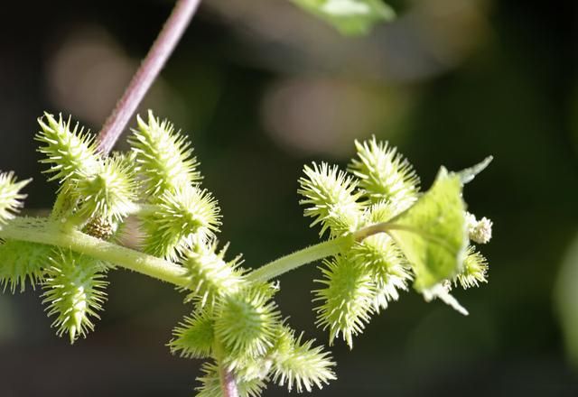 苍耳子可食用吗?图2