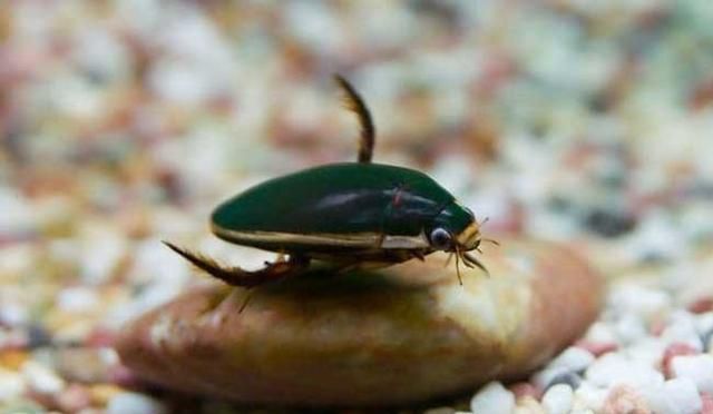农村水塘里叫“水蟑螂”的虫子，擅长潜水也能飞，到底是益虫还是害虫呢图2