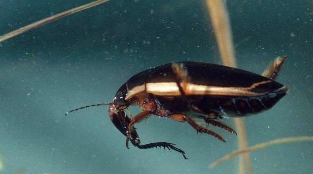 农村水塘里叫“水蟑螂”的虫子，擅长潜水也能飞，到底是益虫还是害虫呢图4