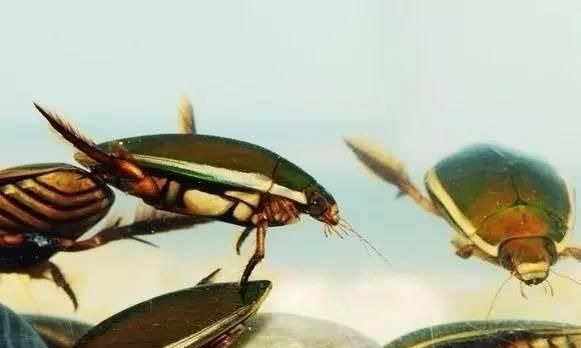 农村水塘里叫“水蟑螂”的虫子，擅长潜水也能飞，到底是益虫还是害虫呢图6