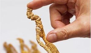 吉林人参，吉林长白山人参价格图2