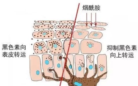 烟酰胺对皮肤的作用