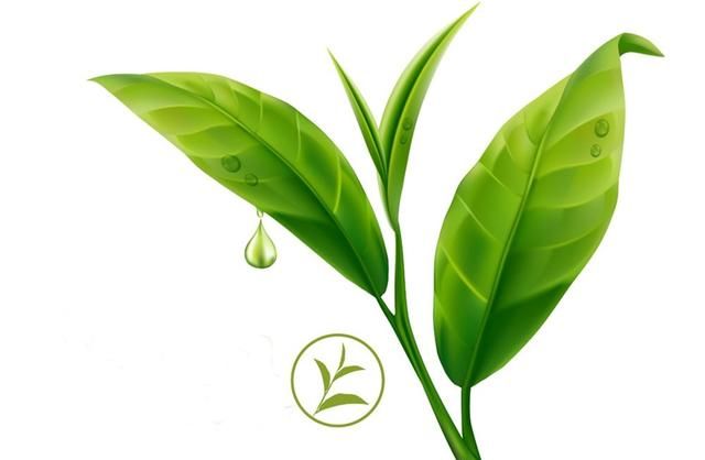 绿茶功效，黑茶有什么功效图3